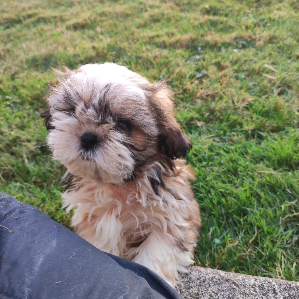 Chiot Elevage Du Moulin De La Terrasse Eleveur De Chiens Shih Tzu