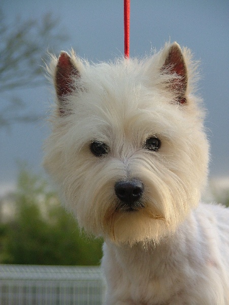 Les West Highland White Terrier de l'affixe du Moulin de la Terrasse