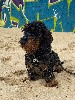  - Timon à la plage !