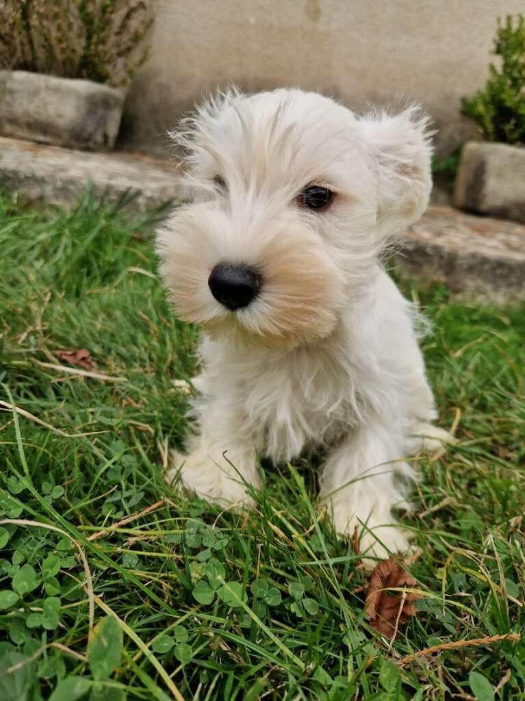 Schnauzer Blanc (Parents Multichampions) disponibles 