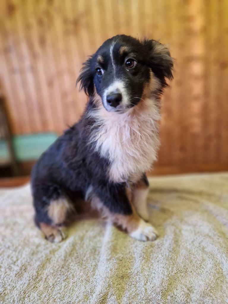 Tana