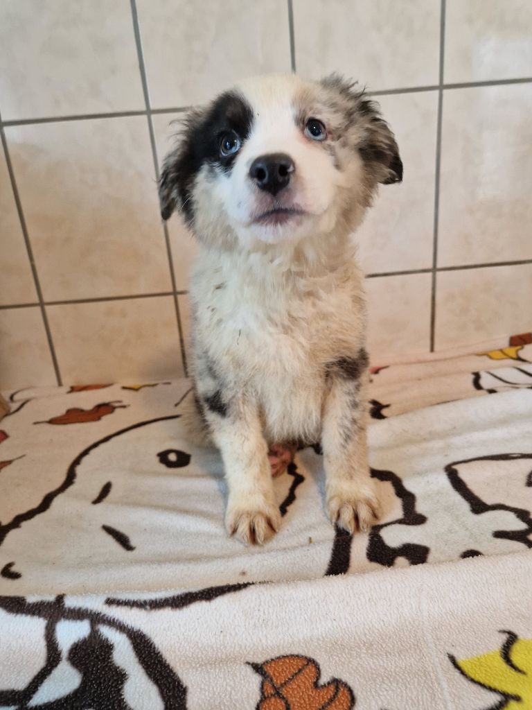 Tako