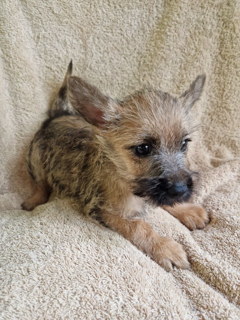 Ted