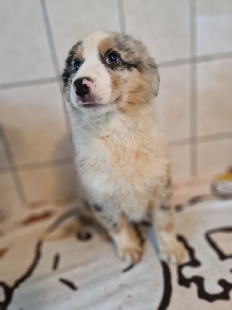 Toundra
