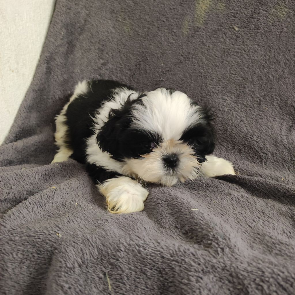 du Moulin de la Terrasse - Chiots disponibles - Shih Tzu