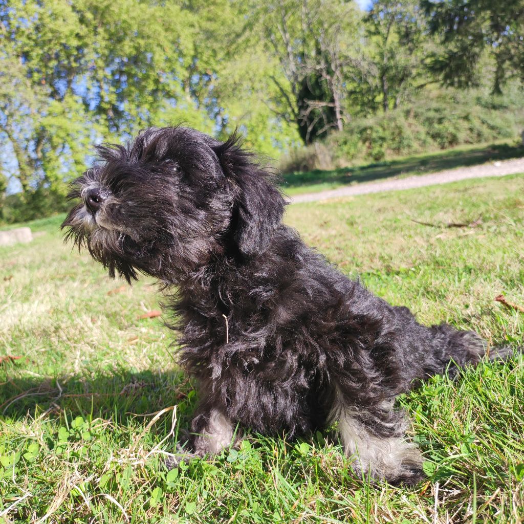 du Moulin de la Terrasse - Chiots disponibles - Schnauzer miniature