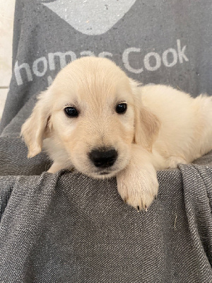 Ted
