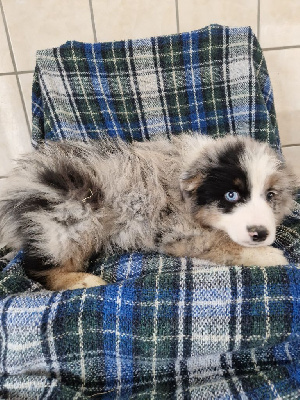 Tartan