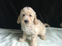 Pixel