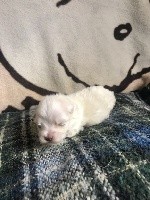 Savana