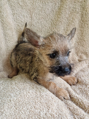 Ted