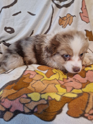Tuka