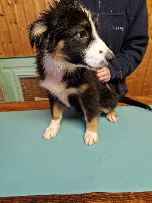 Taz