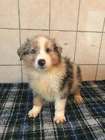 Roko