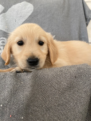 Athena