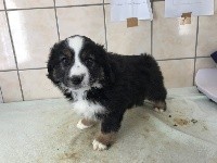 Rambo