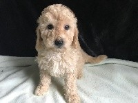 Penny