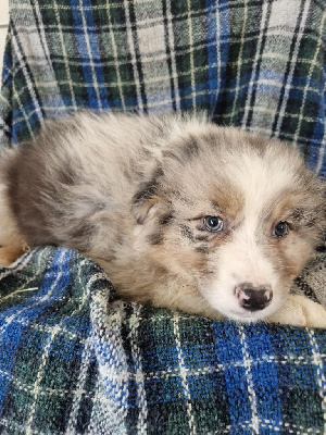 Tarzan