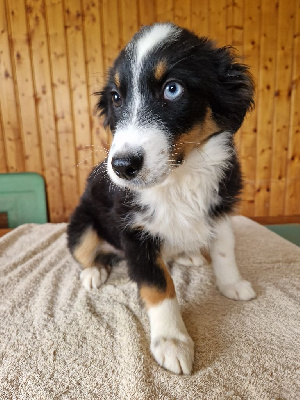 Tuya