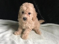 Paddy