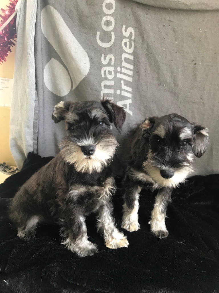 Vente Schnauzer Nain Donner